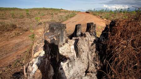 Abholzung Kambodscha