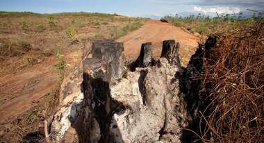 Abholzung Kambodscha