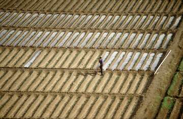 Aufnahme aus der Luft von einem bewässerten Kartoffelfeld.