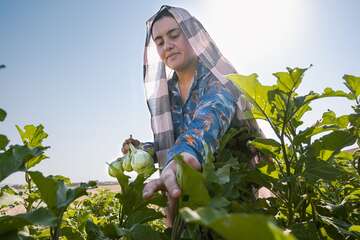 Frau bei der Ernte auf ihrem Feld.