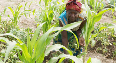 Eine Bäuerin arbeitet auf einem Feld
