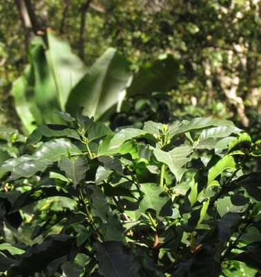 Catimor/Catimores: Strauch, der resistenter gegen einen Pilz ist.