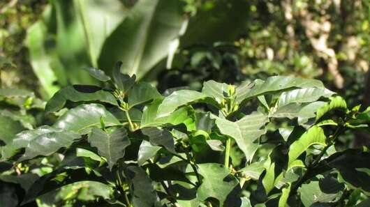 Catimor/Catimores: Strauch, der resistenter gegen einen Pilz ist.