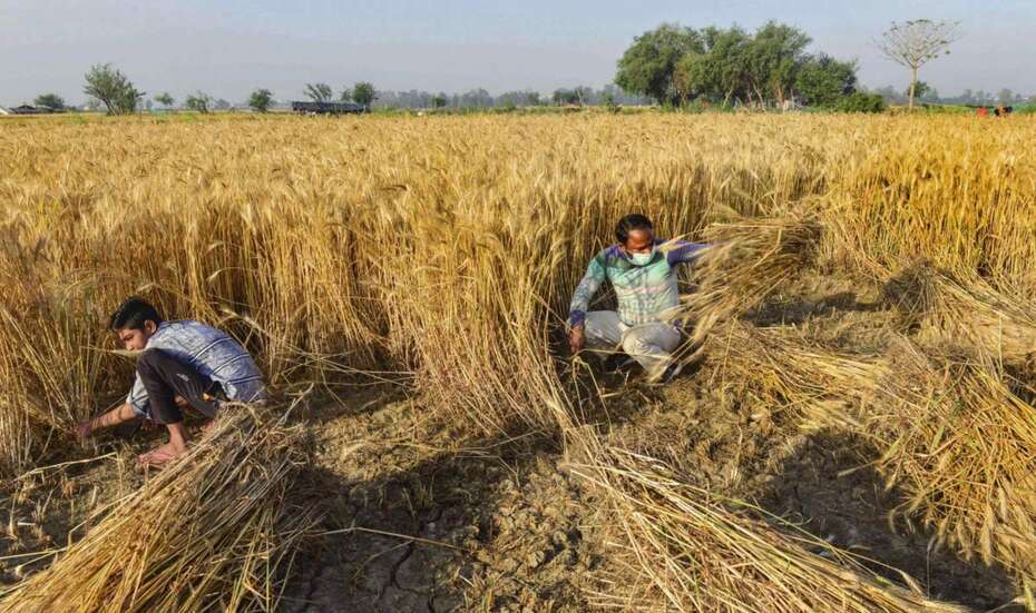 Arbeiter bei der Weizenernte, Indien.