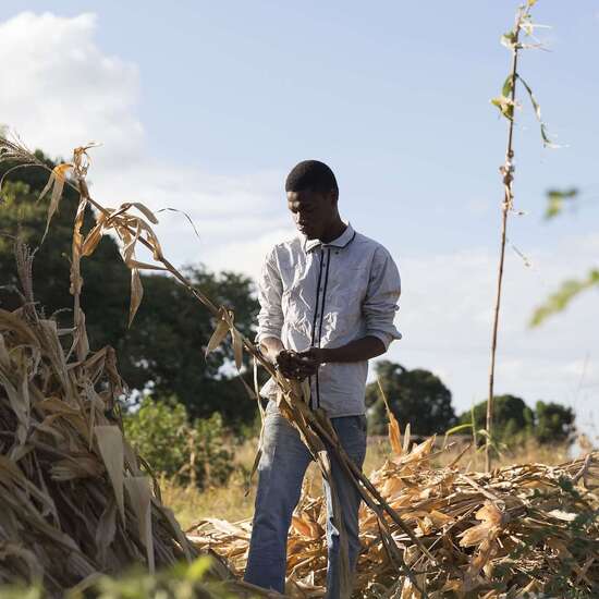 El Niño sorgt für Dürre und Überschwemmungen: Mann steht vor ausgetrockneten Maispflanzen in Malawi