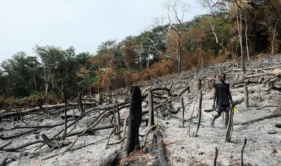 Ein entwaldetes Waldstück trägt zu Bodendegrdation bei.
