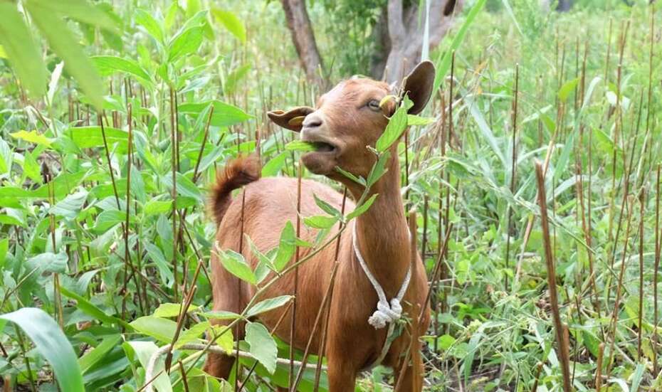 Eine Ziege beim Fressen.