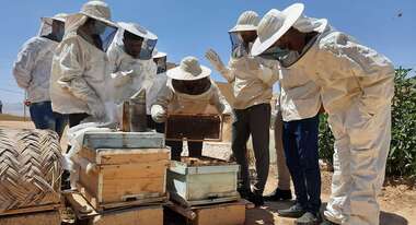 Menschen in Imker-Schutzkleidung stehen um Holzkisten herum. Darin befinden sich vermutlich Bienen.
