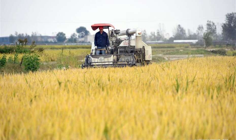 Reisernte in Ostchina.