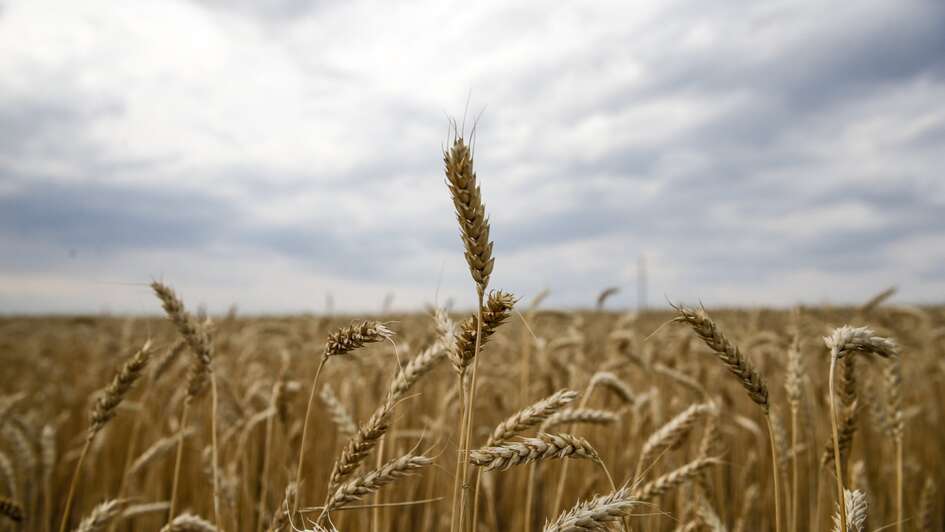 Ein Weizenfeld, Russland.