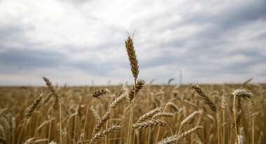 Ein Weizenfeld, Russland.