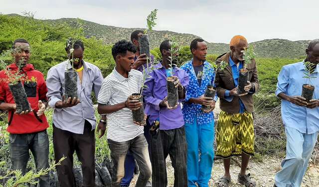 Mehrere Männer halten jeweils einen Baum-Setzling in den Händen