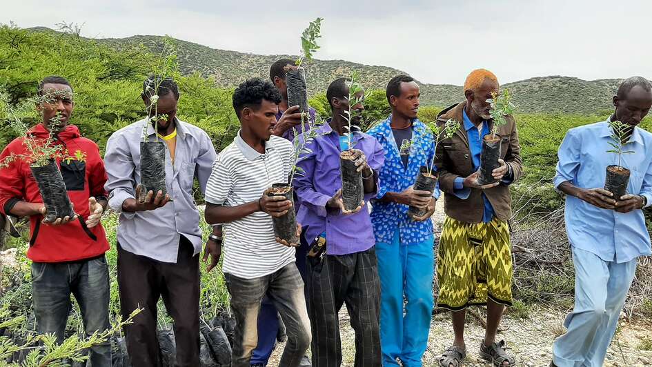 Mehrere Männer halten jeweils einen Baum-Setzling in den Händen