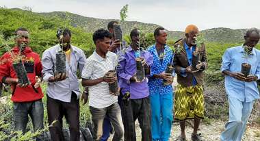 Mehrere Männer halten jeweils einen Baum-Setzling in den Händen