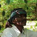 Ganeshwar Madi überprüft das Wachstum seiner Gemüsepflanzen, Malkangiri, Indien, 2023