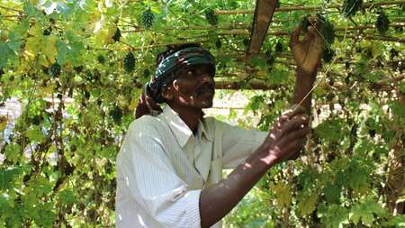 Ganeshwar Madi überprüft das Wachstum seiner Gemüsepflanzen, Malkangiri, Indien, 2023