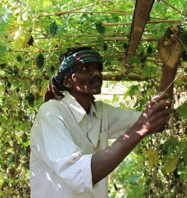 Klimaresilienz: Ein Bauer überprüft nach neuen Methoden angebautes Gemüse.