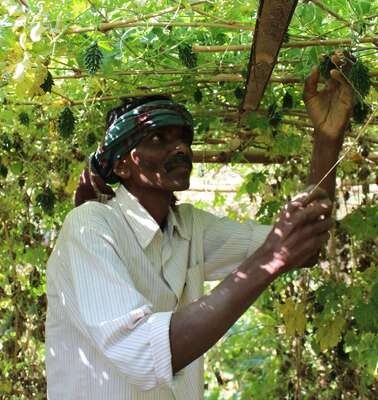 Ganeshwar Madi überprüft das Wachstum seiner Gemüsepflanzen, Malkangiri, Indien, 2023