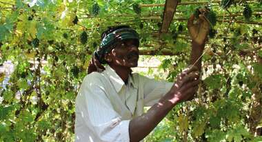 Ganeshwar Madi überprüft das Wachstum seiner Gemüsepflanzen, Malkangiri, Indien, 2023