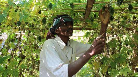 Klimaresilienz: Ein Bauer überprüft nach neuen Methoden angebautes Gemüse.