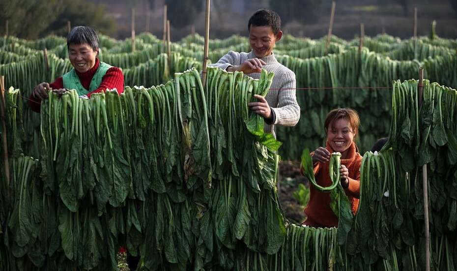 Ernte von China-Kohl als Wintervorrat.