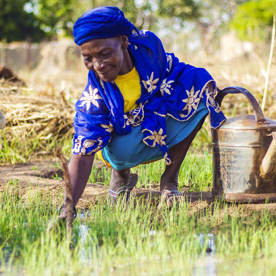 Eine Frau in blauer Kleidung hockt auf einem Feld und kümmert sich um junge Pflanzen. Neben ihr stehen zwei Gießkannen aus Metall. 
