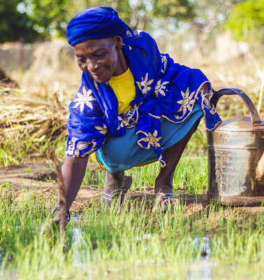 Eine Frau in blauer Kleidung hockt auf einem Feld und kümmert sich um junge Pflanzen. Neben ihr stehen zwei Gießkannen aus Metall. 