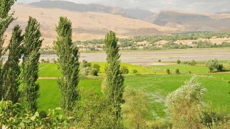 Wald in Tadschikistan. 