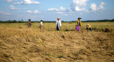 Feldarbeit in Myanmar