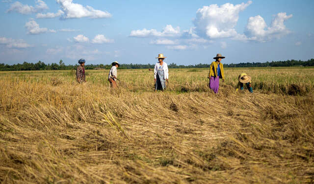 Feldarbeit in Myanmar