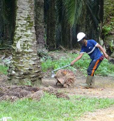 Ein Arbeiter auf einer Plantage bearbeitet mit einer Axt Teile einer Pflanze.