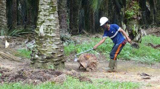 Ein Arbeiter auf einer Plantage bearbeitet mit einer Axt Teile einer Pflanze.