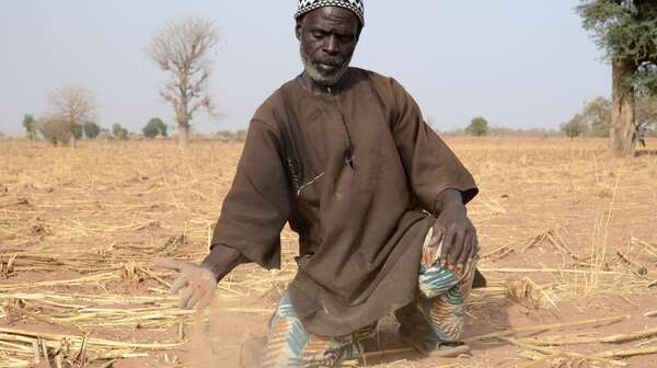 Bauer kniet vor vertrockneter Hirse-Ernte, Mali, 2012.