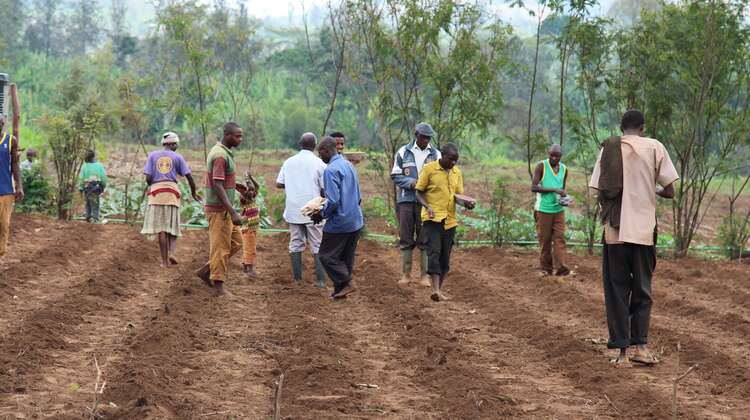 Aussähen der Saat in Burundi auf dem Feld