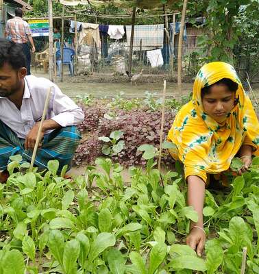 Eine Frau und ein Mann knien vor einem Gemüsebeet und ernten Gemüse.