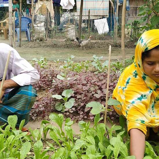 Eine Frau und ein Mann knien vor einem Gemüsebeet und ernten Gemüse.