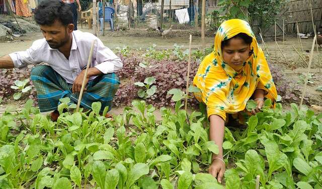 Eine Frau und ein Mann knien vor einem Gemüsebeet und ernten Gemüse.