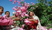 Children plays with rose petals.