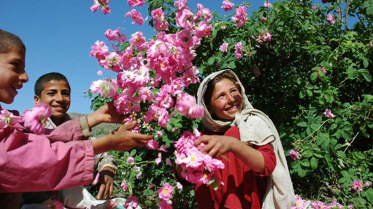 Children plays with rose petals.