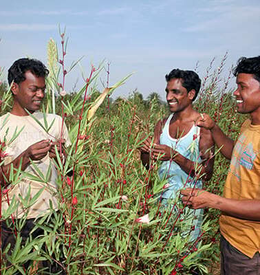 In Green Colleges lernen Jugendliche nachhaltige Anbaumethoden, wie hier in Indien. Jetzt unterstützen und spenden.