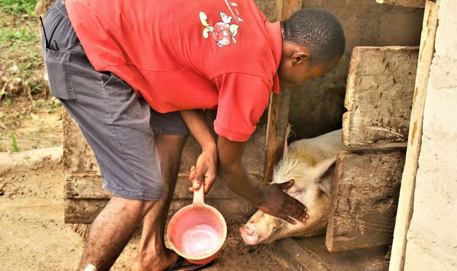 Mann kümmert sich um eines seiner Schweine