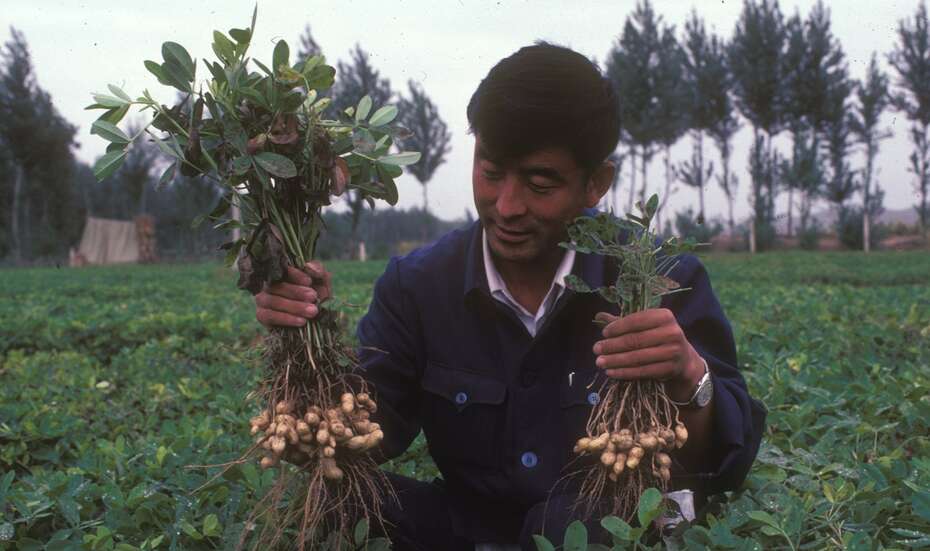 Erosionskontrolle in China, 1984. 