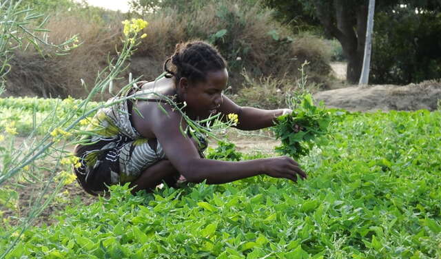 Frau pflückt ein Blättergemüse von einem Feld.