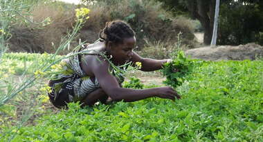 Frau pflückt ein Blättergemüse von einem Feld.