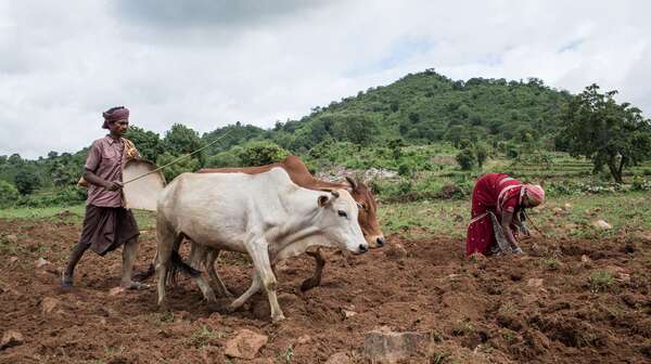 Ein Mann und einer Frau mit einem Rindergespann bei der Feldarbeit