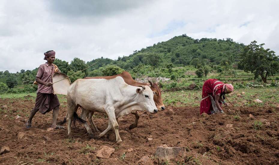 Ein Mann und einer Frau mit einem Rindergespann bei der Feldarbeit