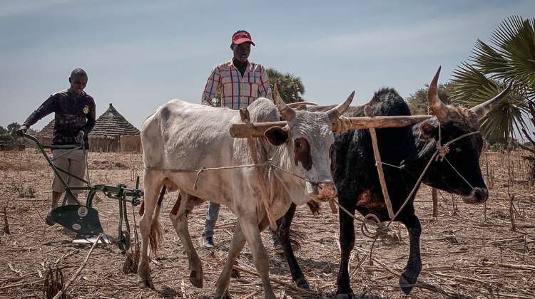 Zwei Hirten treiben ihre Ochsen an, die Pflüge übers Feld ziehen