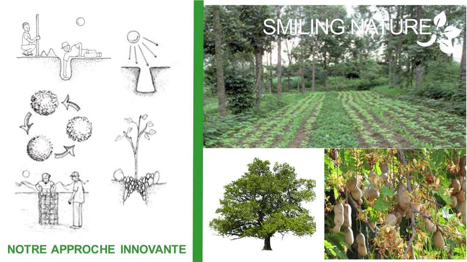 Illustration und Foto einer grün bewachsenen Anbaufläche