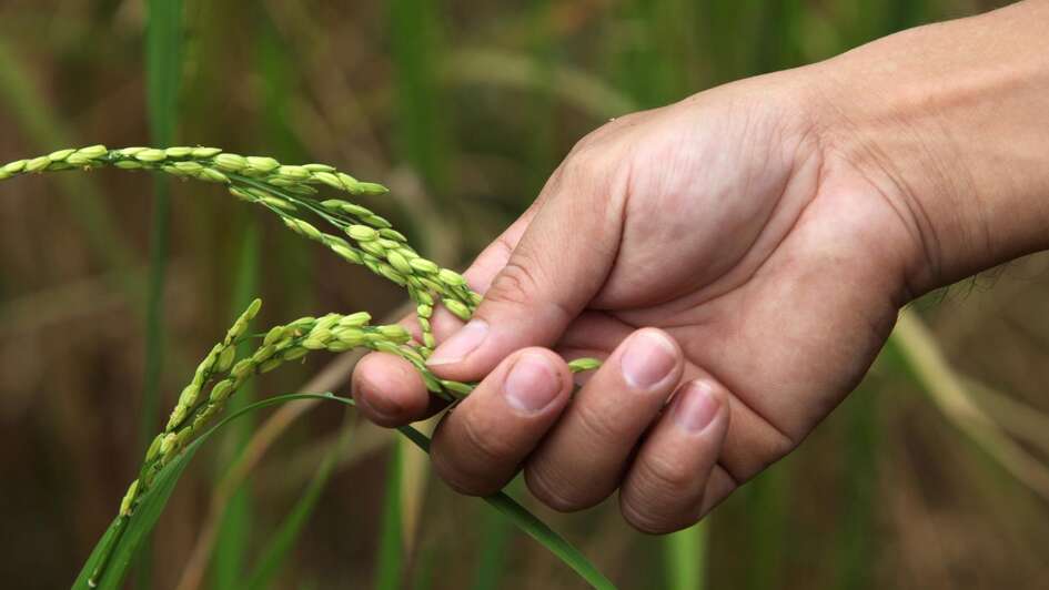 Hand berührt Ähren 