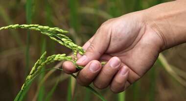 Hand berührt Ähren 